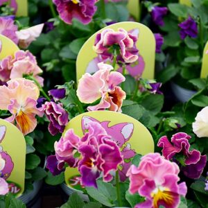 入荷情報20251030 入荷情報20251030