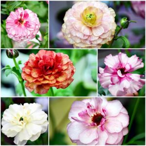 入荷情報20251211