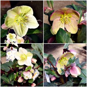 入荷情報20260129