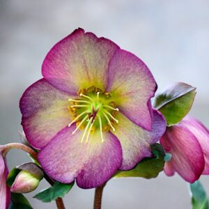 入荷情報20260205