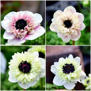 入荷情報20260226