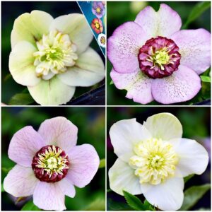 入荷情報20260212