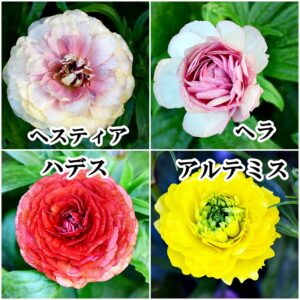 セールのご案内＆入荷情報20260219