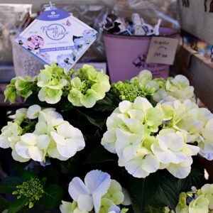 入荷情報20260326