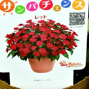 入荷情報20260409