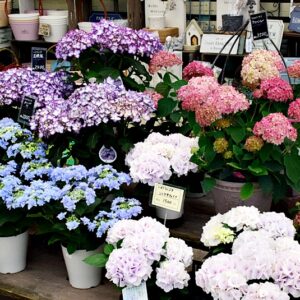 入荷情報20260423