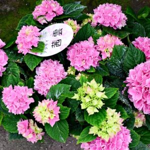 入荷情報20260430